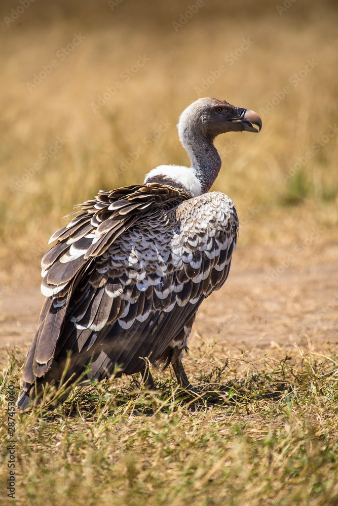 A vultures walking in the Masai Mara. Kenya A vultures walking in the Masai Mara. Kenya