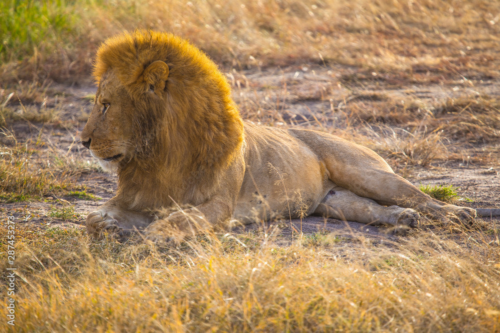Naklejka premium An impressive lion looking left at the Masai Mara. Kenya