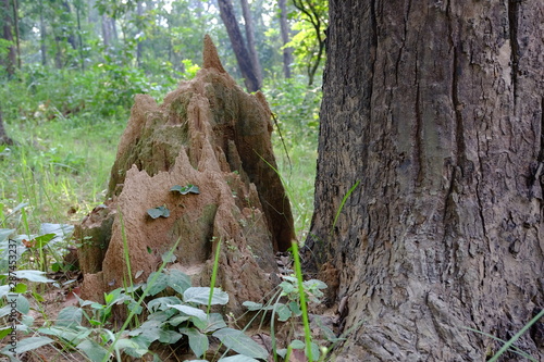Termite mound in Chitwan National Park