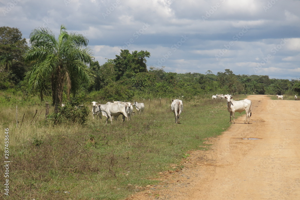 Herd of cows in the Pampas de Yacuma, in Bolivia. Herd of cows in the Pampas de Yacuma, in Bolivia.