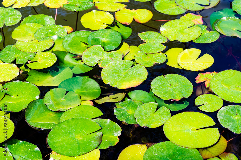 water lily leaves background water lily leaves background