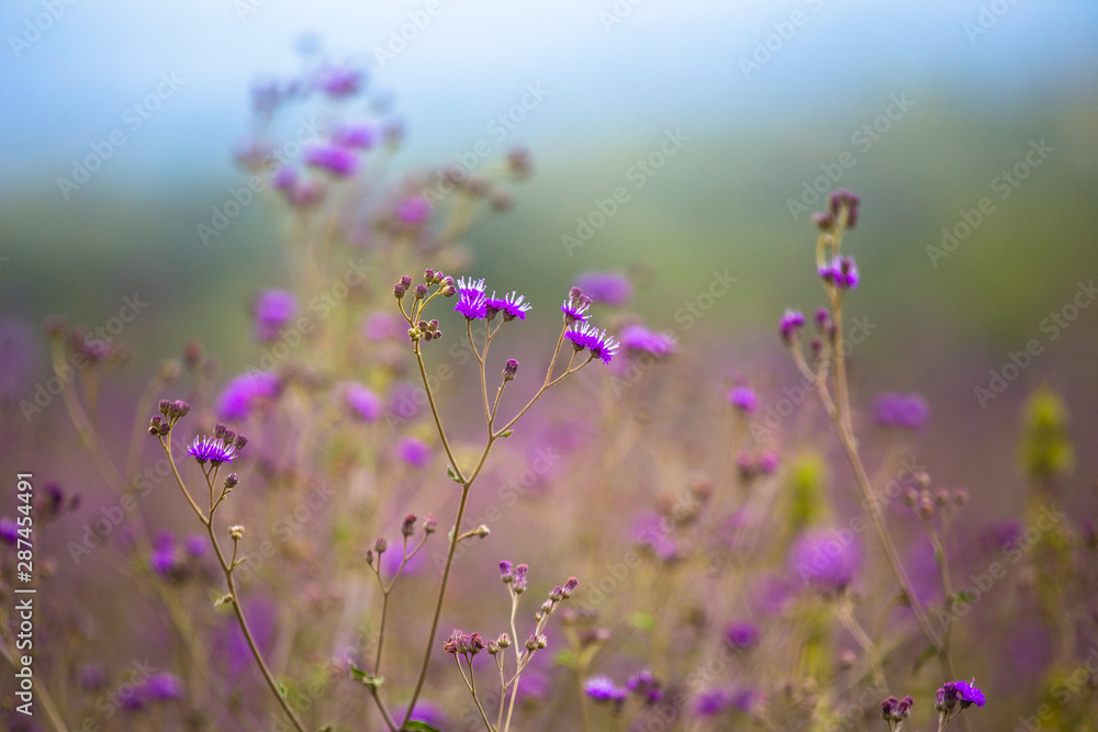 Fototapeta premium Beautiful pink plants in the Nakuru national park. Kenya