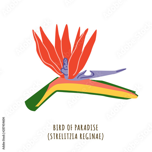 Bird of paradise tropical flower
