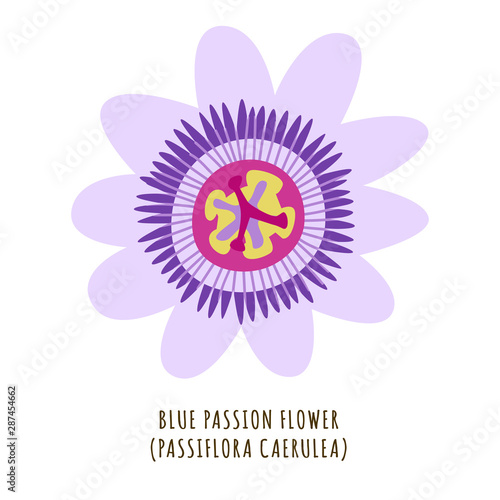 Blue passion tropical flower