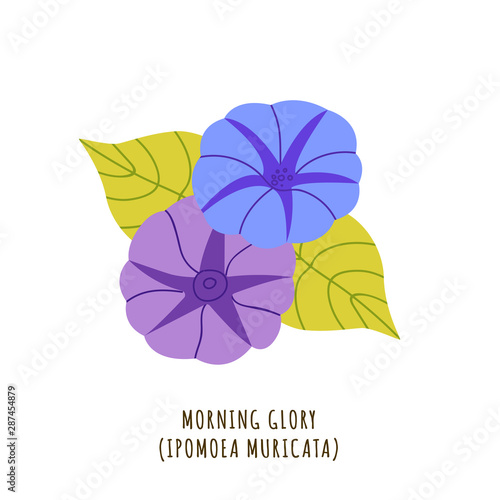 Morning glory tropical flower