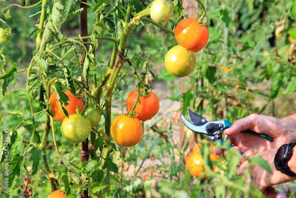 harvest of ripe tasty tomato in a summer garden
