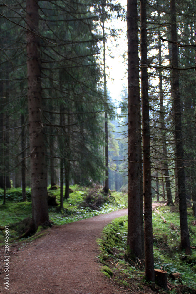 Naklejka premium trentino