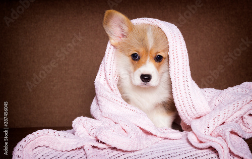 little welsh corgi puppy in a blanket © Happy monkey