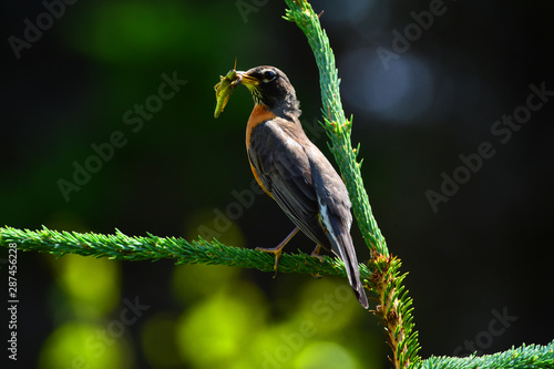 Canadian bird eating a grasshopper