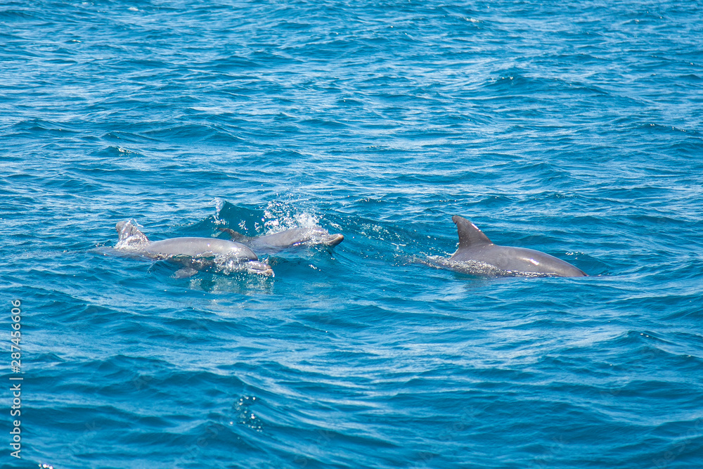 Fototapeta premium Dolphins playing winged from a ship on the island of Wasini. Kenya