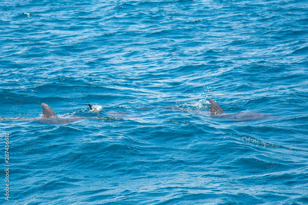 Dolphins playing on the island of Wasini. Kenya