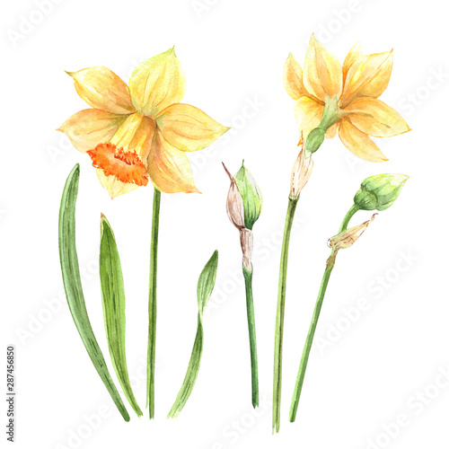 yellow daffodils flowers on a white background, watercolor illustration