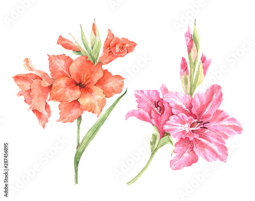 pink and red gladiolus flowers drawing watercolor on a white background