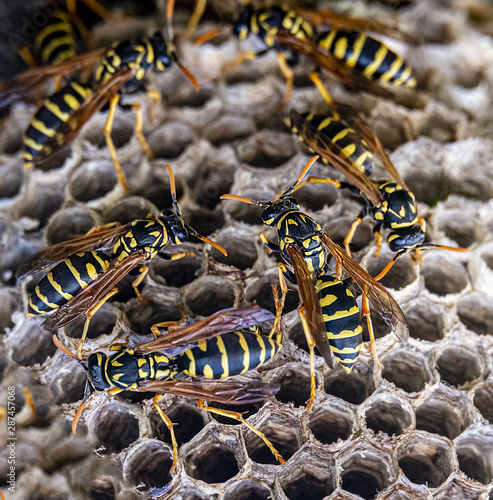 The wild hornet's nest with wild hornet family in yellow and black colors. Macro photo of the alive wild nature