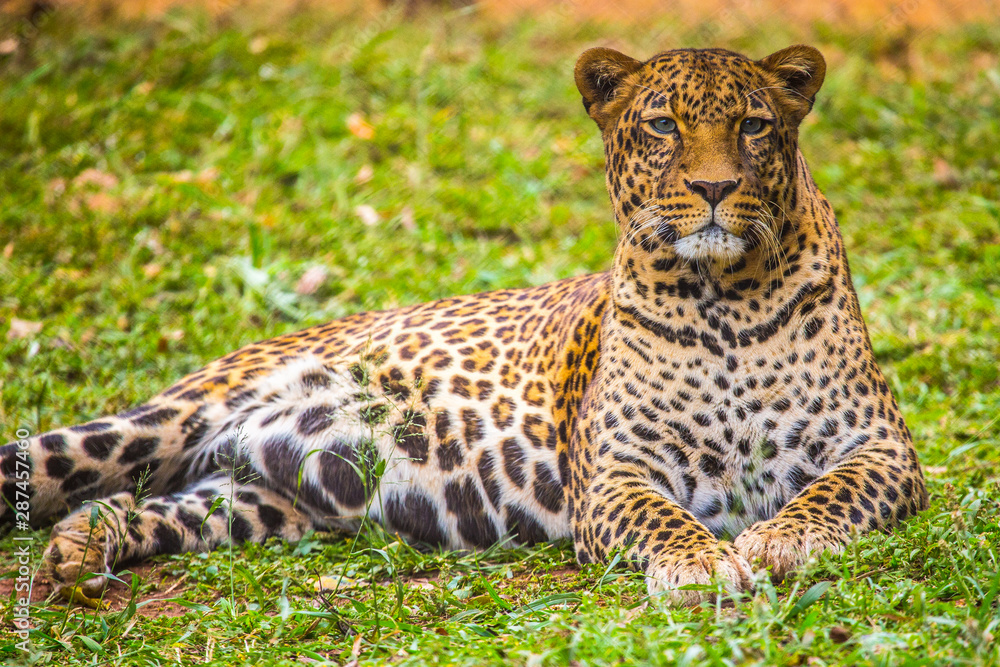 Fototapeta premium A leopard sitting looking straight ahead at the Nairobi orphanage. Kenya