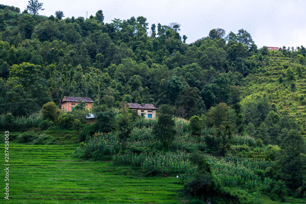 Beautiful landscape of nepali farm field and houses