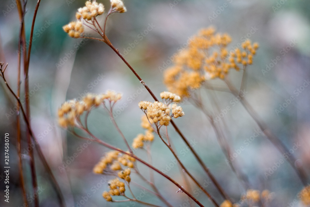 Close-up of an autumn dried umbrella shaped wild flower on blurred forest background, selective focus