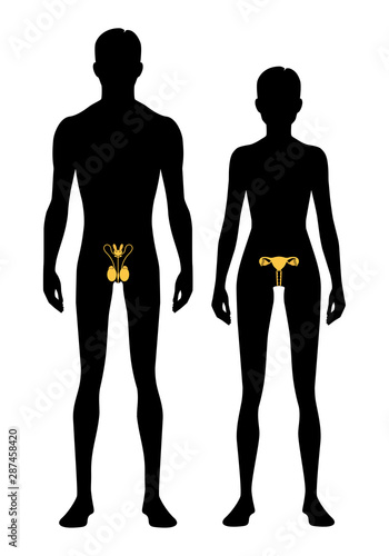 Male and female body silhouette and reproductive system. Isolated perfect image symbols on white background. Vector illustration.