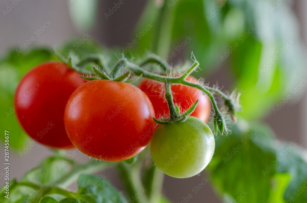 Branch of cherry tomatoes