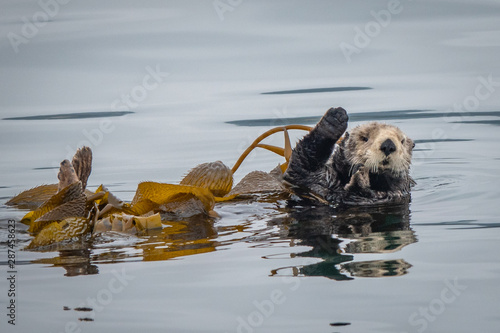 Photography A California Sea Otter (Enhydra lutris) floats on its back in a kelp bed along the central coast of California in Monterey Bay, near Big Sur and Carmel