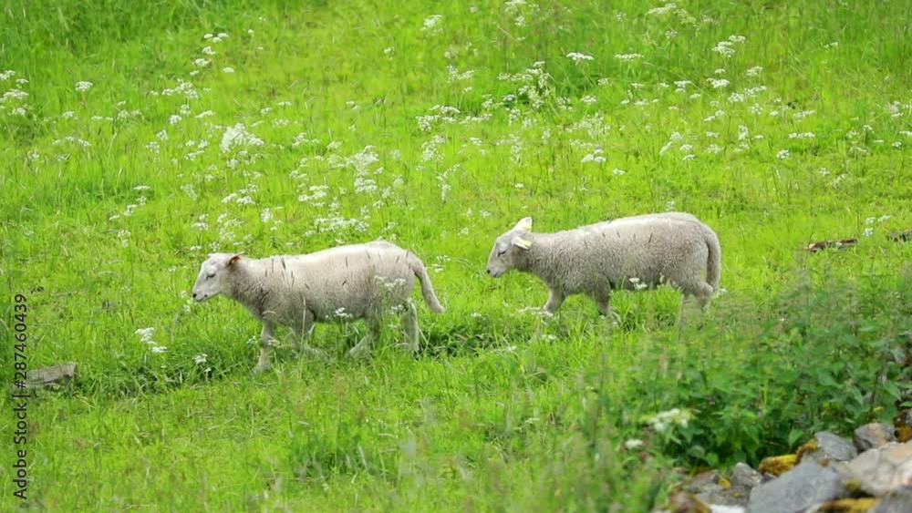 Norway. Domestic. Lambs Running In Hilly Norwegian Pasture. Misty Spring Green Meadow. Sheep Farming Norway. Domestic. Lambs Running In Hilly Norwegian Pasture. Misty Spring Green Meadow. Sheep Farming