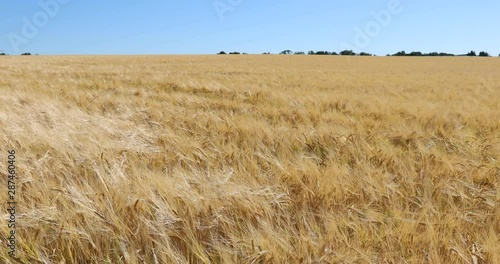 Wide angle shot of a ripe field of golden barley in the morning sunlight, ears softly swinging in the evening breeze.