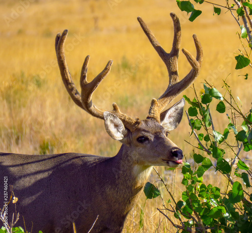Arsenal Buck 8