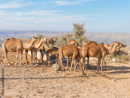 Dromedary-keepers (Camelus dromedarius) with Doromedar on a watering place in the Jabal Qara (Jebel Qara) Mountains