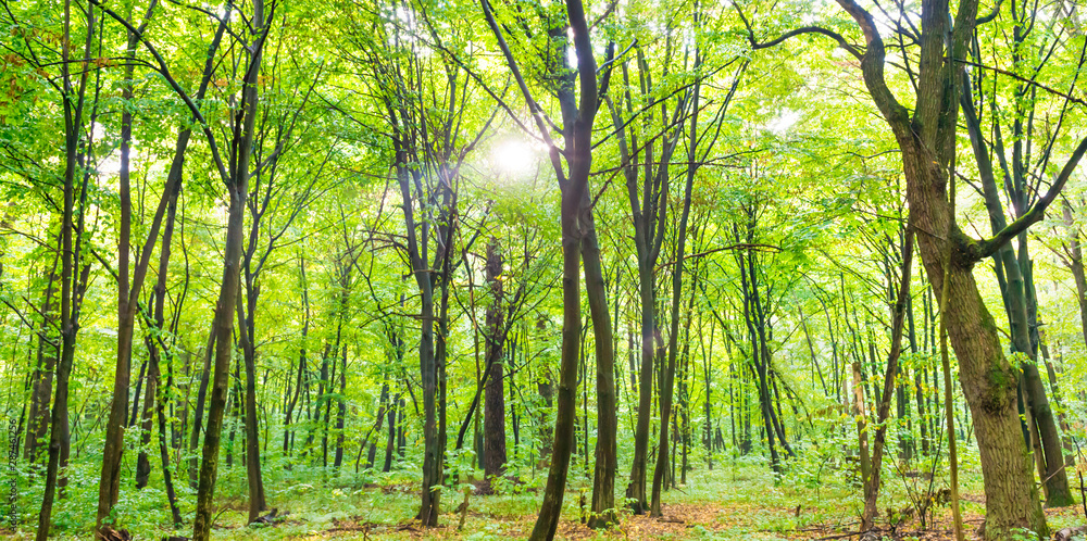 Green forest panorama with autumn trees, footpath and sun light through leaves Green forest panorama with autumn trees, footpath and sun light through leaves