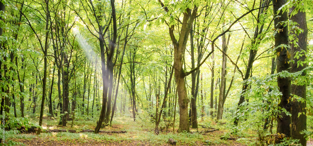 Green forest panorama with autumn trees, footpath and sun light through leaves Green forest panorama with autumn trees, footpath and sun light through leaves