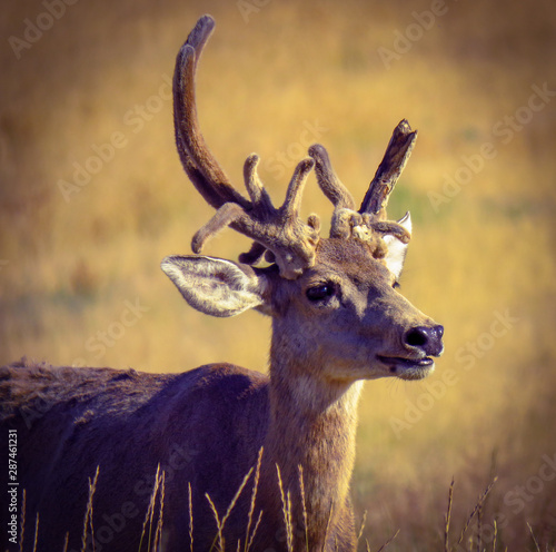 Nontypical Arsenal Buck 4