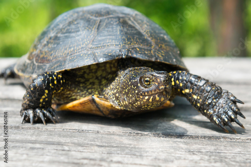  Big turtle on old wooden desk with sunny grass on background