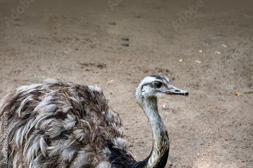 Portrait of a Nandu (Rhea americana), view of neck and head. Photography of nature and wildlife. photo