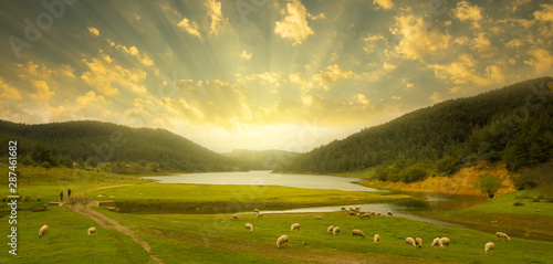 Obraz na płótnie sheep grazing on the lake at sunset