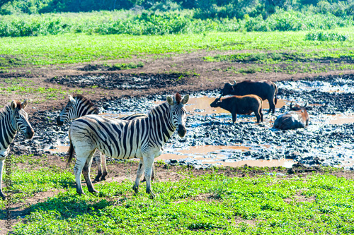 Zebras and wildebeest hang together near water pool in the wilderness. Kruger National Park, South Africa