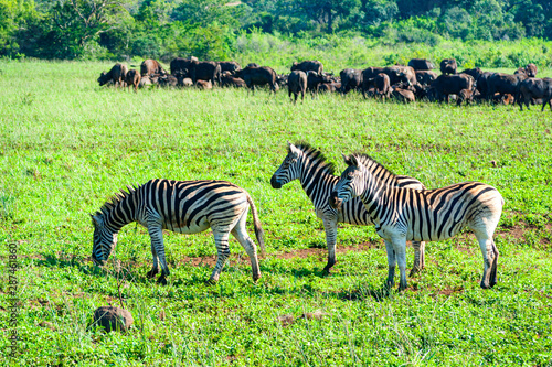 Zebras and wildebeest hang together near water pool in the wilderness. Kruger National Park  South Africa