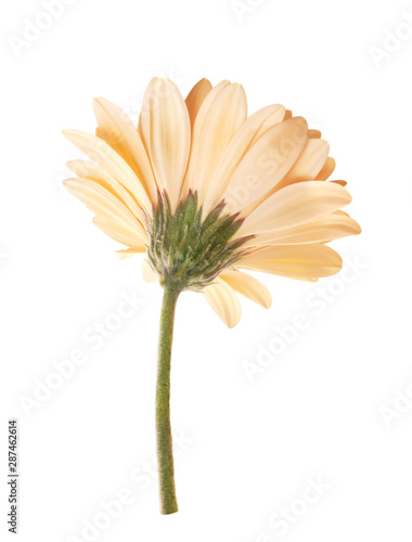 single cream tender gerbera flower