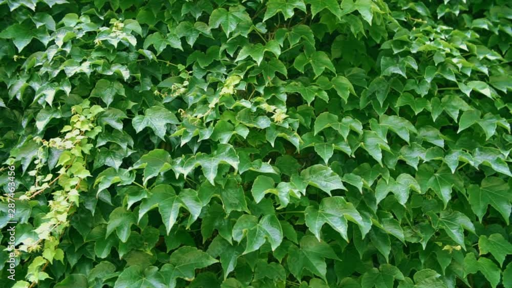 Wall covered with green leaves swaying in the wind, decorative plant growing on stone wall Wall covered with green leaves swaying in the wind, decorative plant growing on stone wall