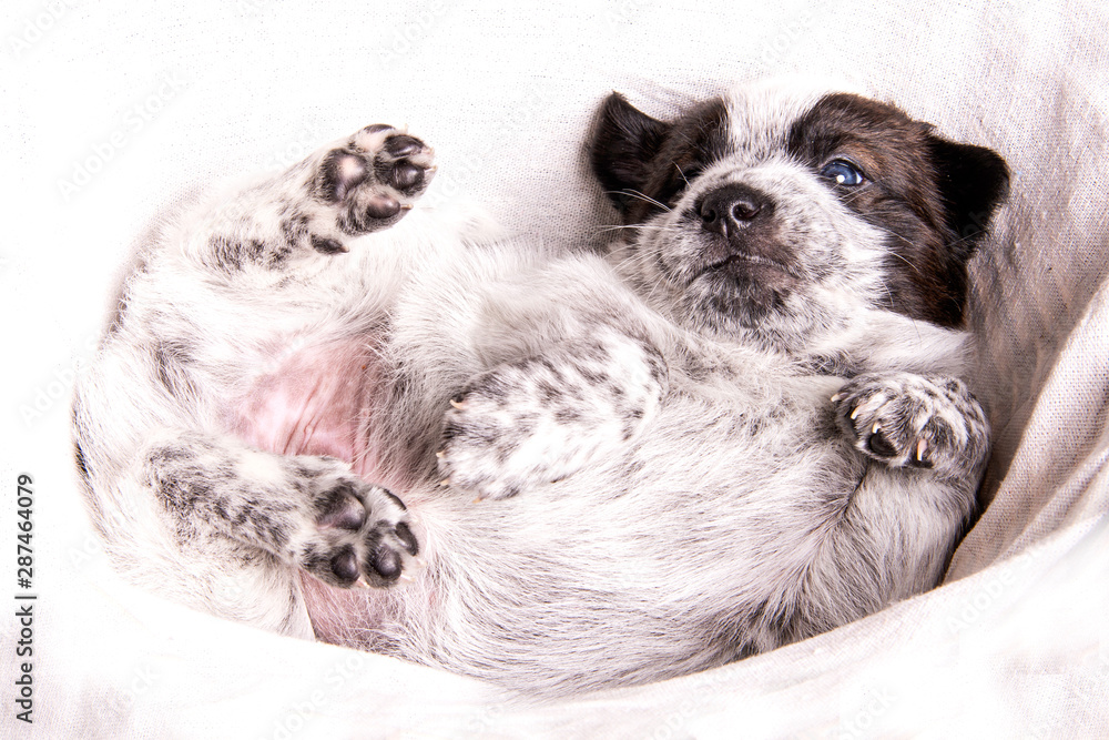 Cute Puppy Cute Puppy