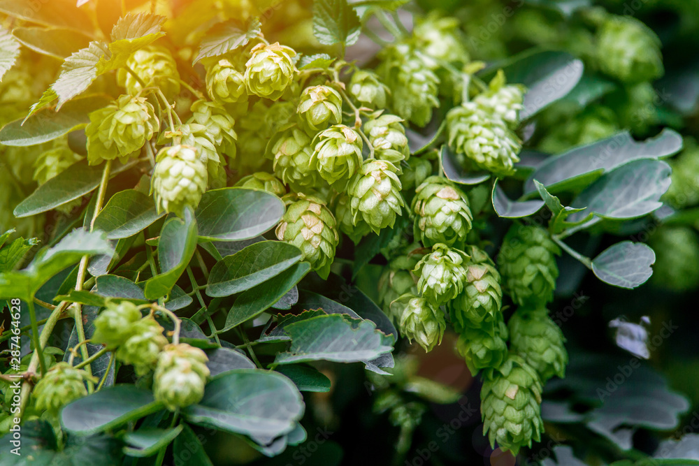 Fresh and Ripe Hops ready for harvesting. Beer production ingredient. Brewing concept. Fresh Hop over blurred nature green background with sun beams. Fresh and Ripe Hops ready for harvesting. Beer production ingredient. Brewing concept. Fresh Hop over blurred nature green background with sun beams.