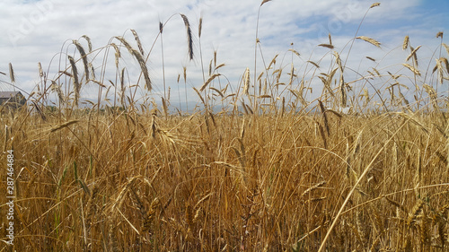 summer, in a wheat field green ears of wheat quietly move from a soft wind