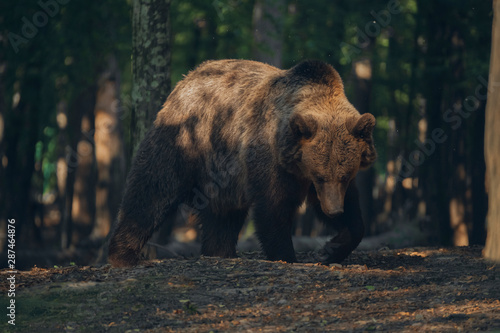Wild bear inside the forest