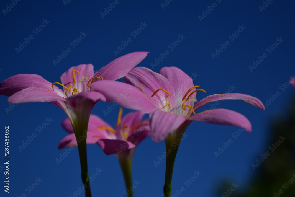 Naklejka premium flower on blue background