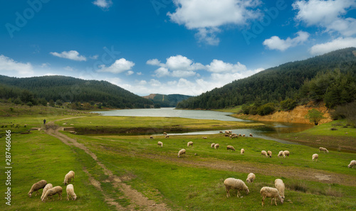sheep grazing on the lake  © daphnusia