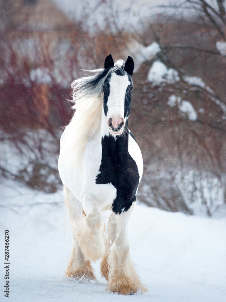 irish cob runs free outdoors in winter irish cob runs free outdoors in winter