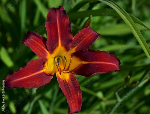 orange lily flower