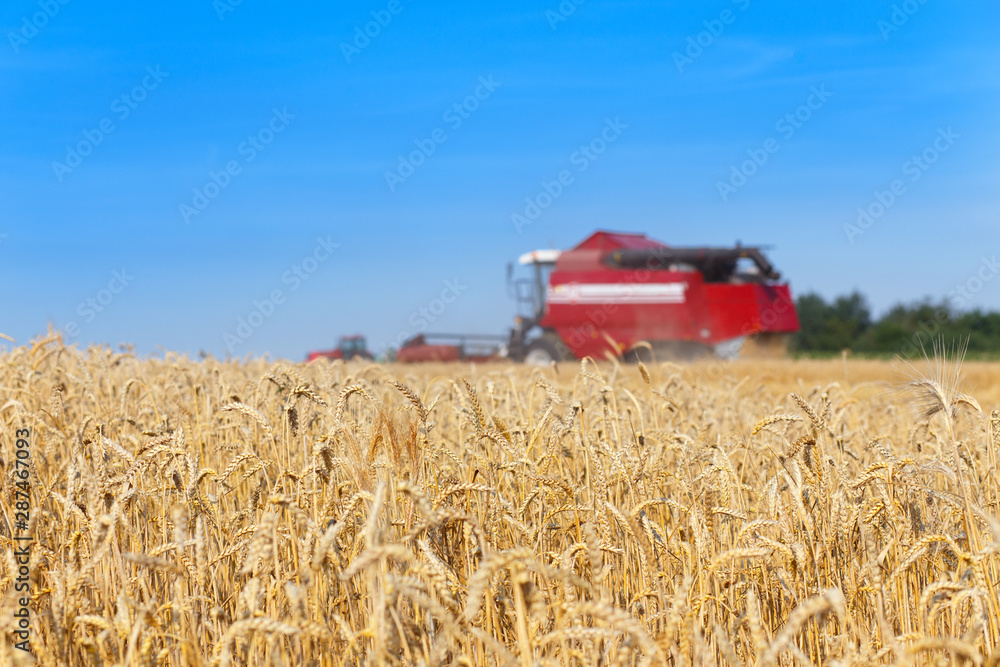 Fototapeta premium combine harvester
