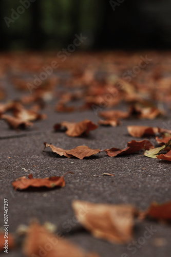 autumn linden leafs on ground in the park