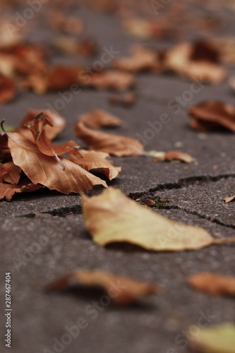 autumn linden leafs on ground in the park