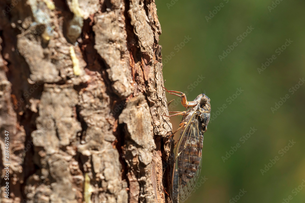 Cigale Cicada alive insect close-up on the tree, symbol of Provence and south of France Cigale Cicada alive insect close-up on the tree, symbol of Provence and south of France
